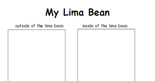 Classroom Freebies: Lima Bean Experiment