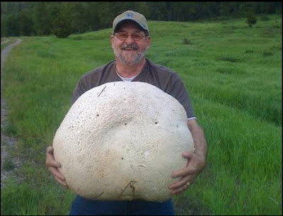 26公斤蘑菇