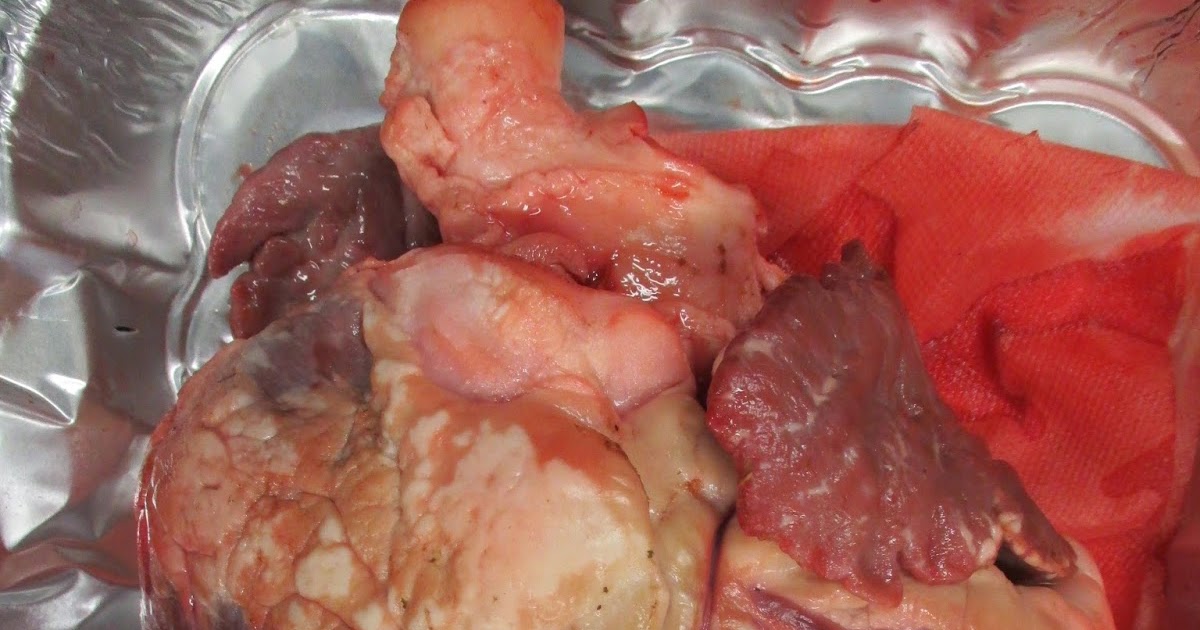 Ms Roach's Science Classes: Moose Heart
