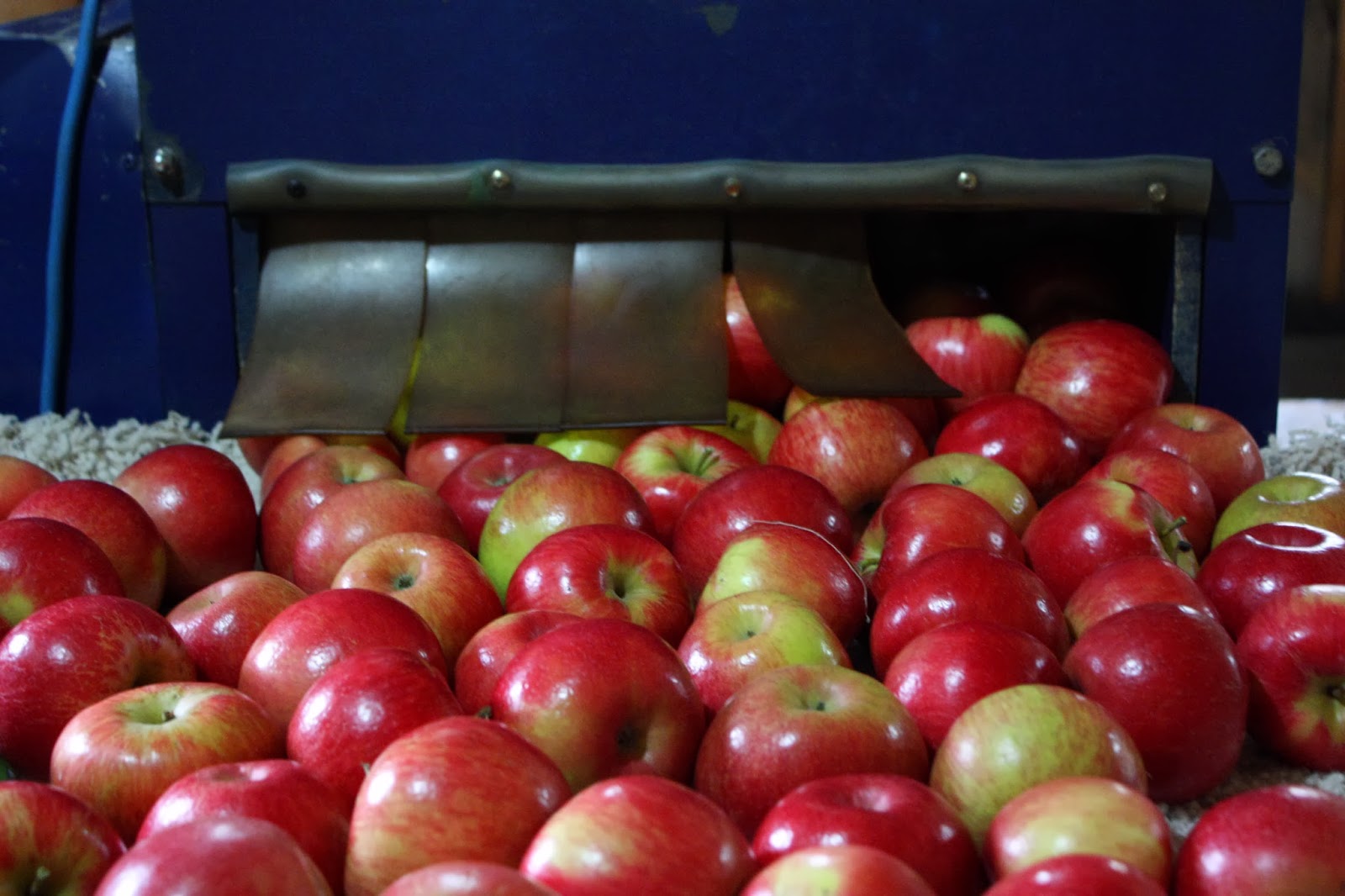 Visibly Moved The Life of an Apple at the Orchard