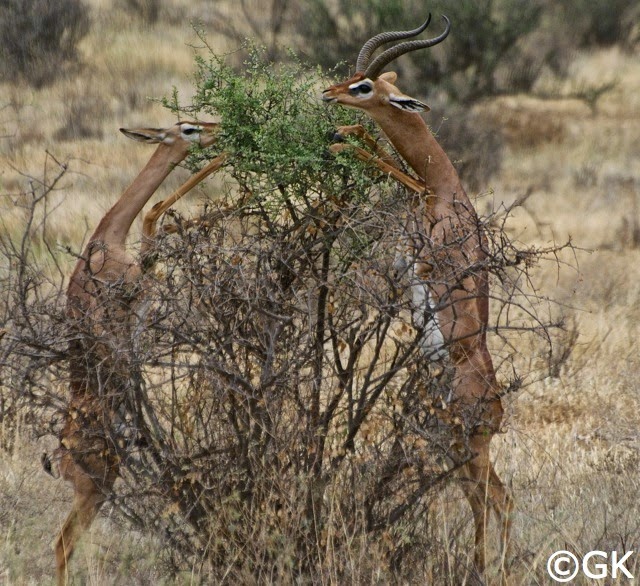 Giraffengazellen (Litocranius walleri), auch Gerenuk