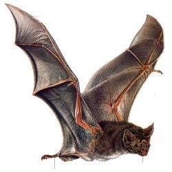 Vampire+bat.jpg
