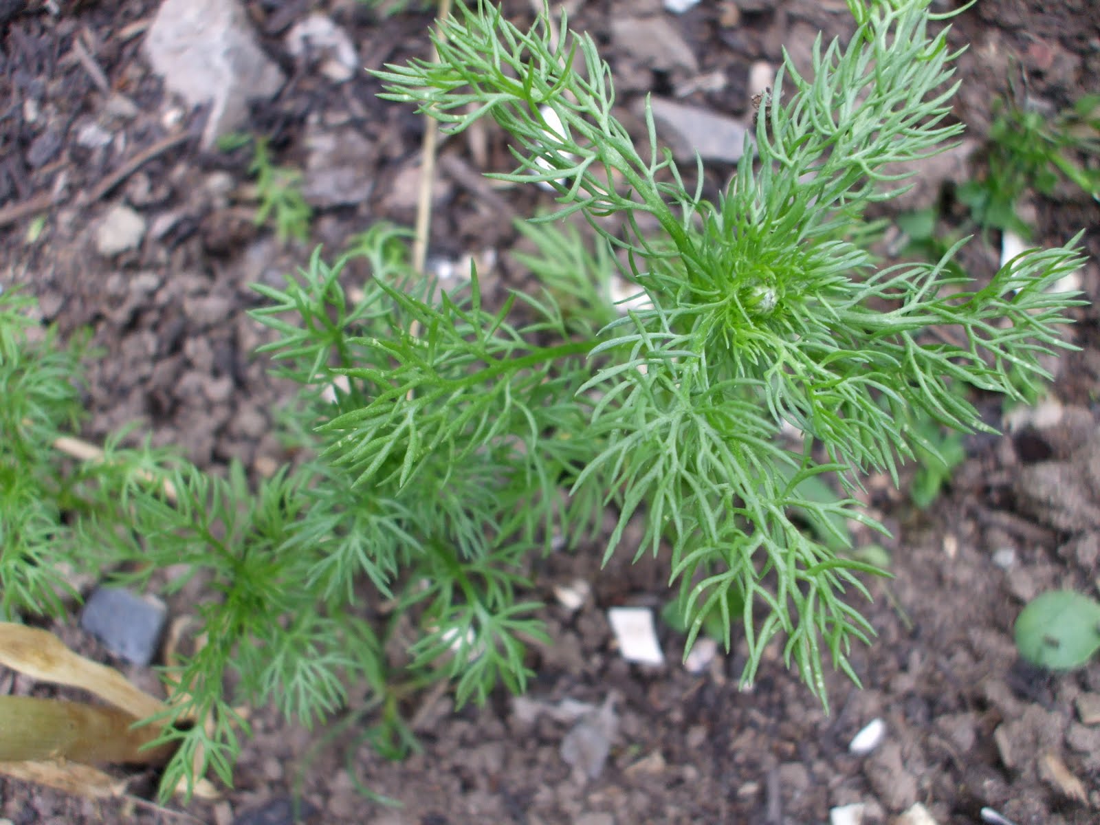 Oak House Permaculture Chamomile as a Companion Plant