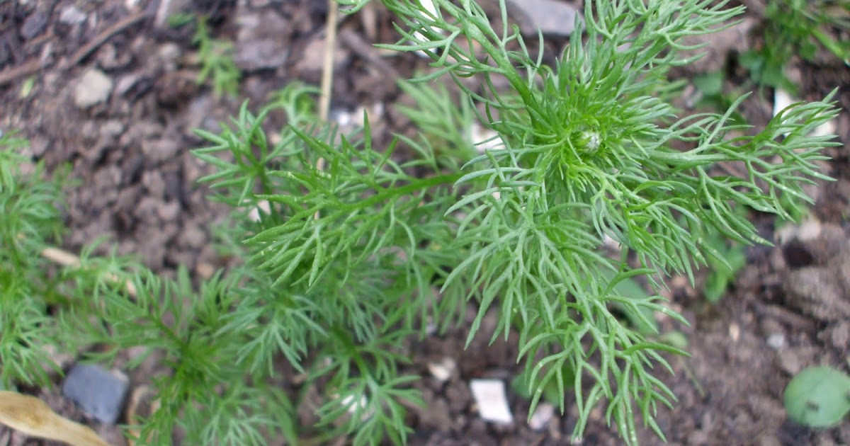 Oak House Permaculture Chamomile as a Companion Plant