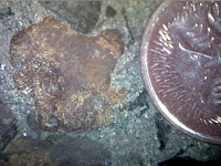 Fossil