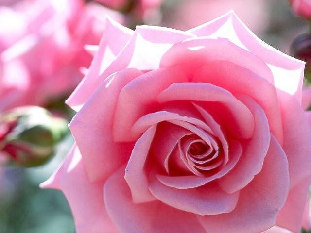Pembelajar Indahnya Warna Warni Bunga Mawar