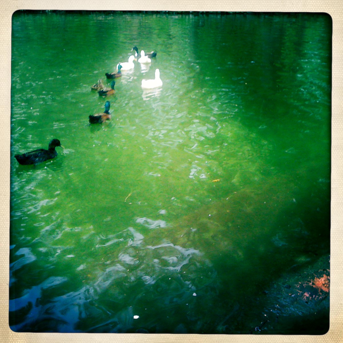The Duck Pond in Huntsville, Texas