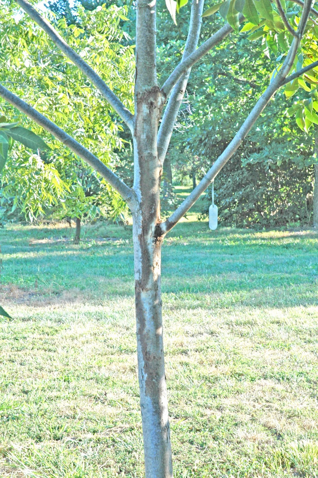 Northern Pecans Flat headed apple tree borers make a mess.