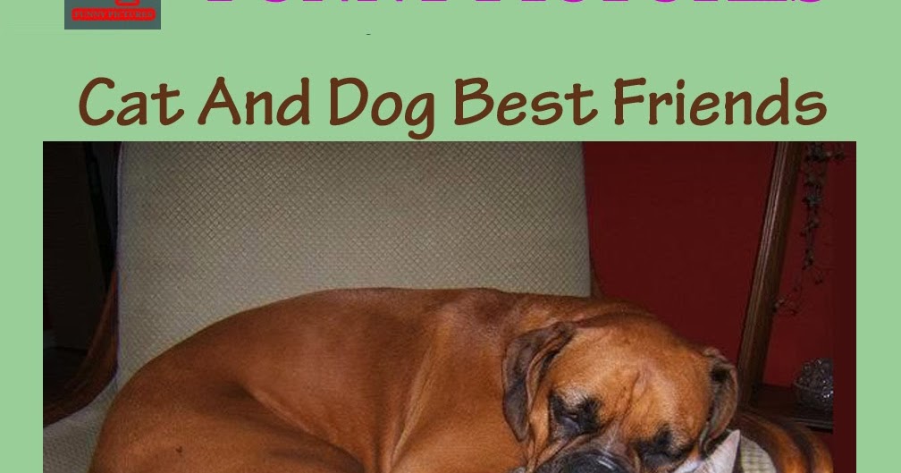 Pictures of The Day Cat And Dog Best Friends