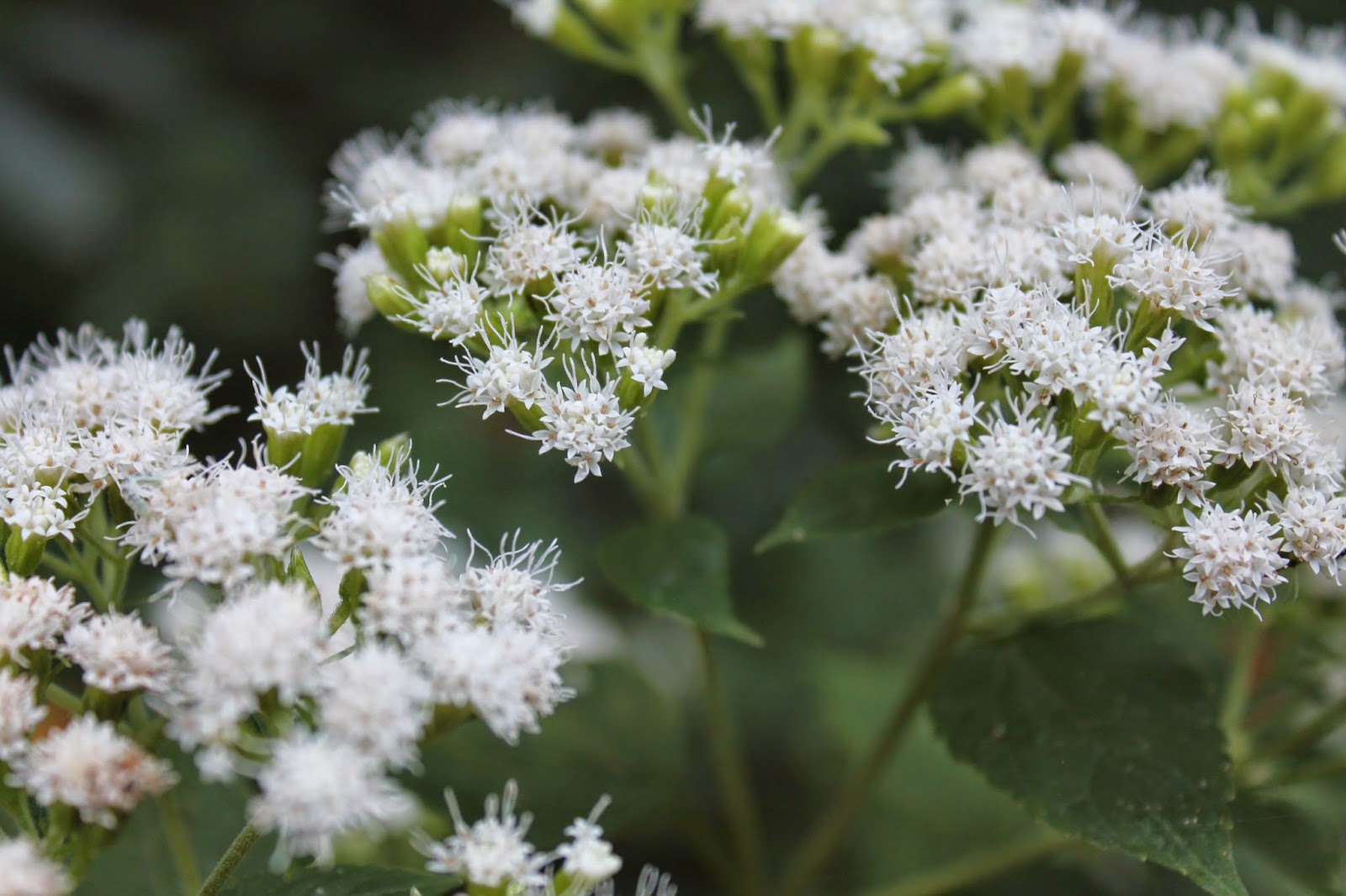 The Kentucky Wildflower Farm September 2014