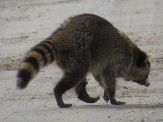 raccoon
