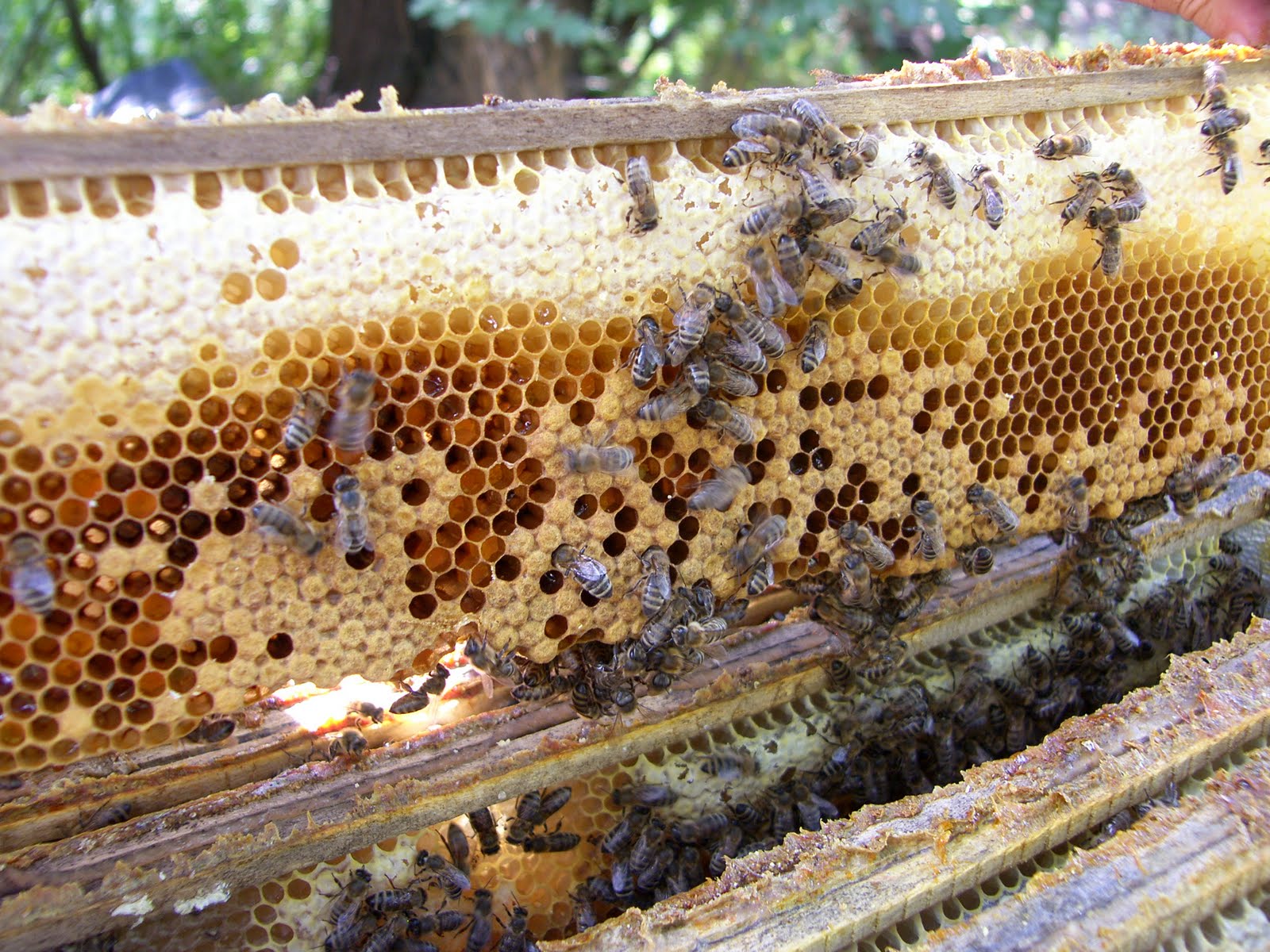 Méhészfórum