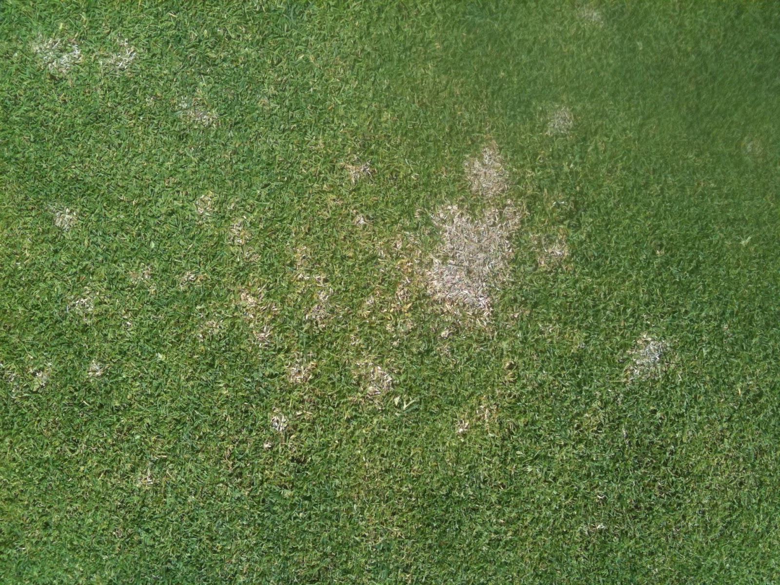 dollar spot disease