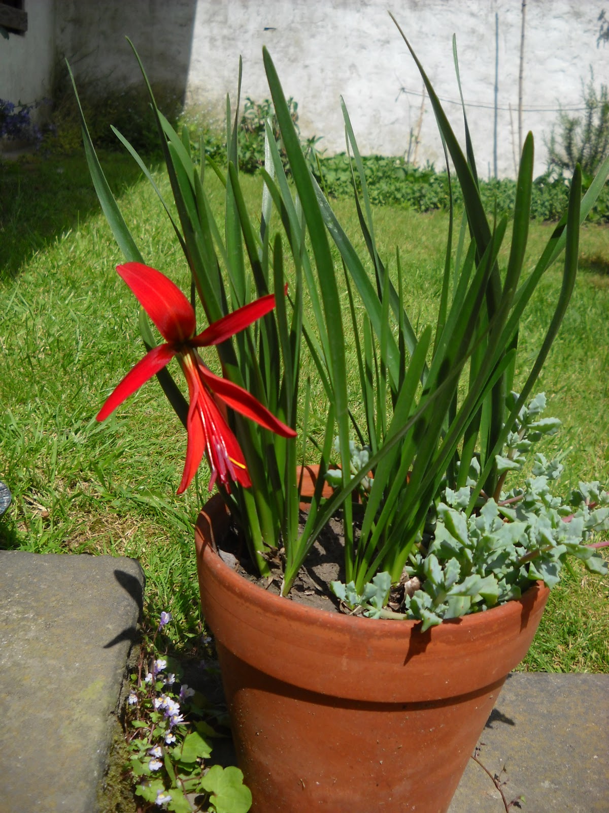 Camino holístico: FLOR DE LIS