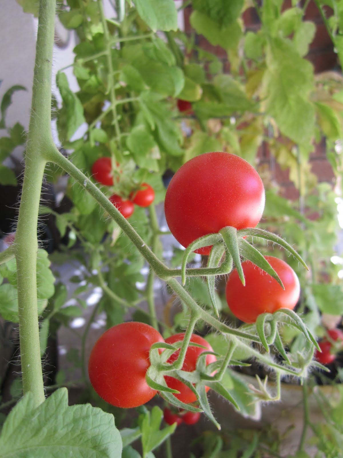 How to Grow Tomatoes {Garden & Recipe} Wendys Hat