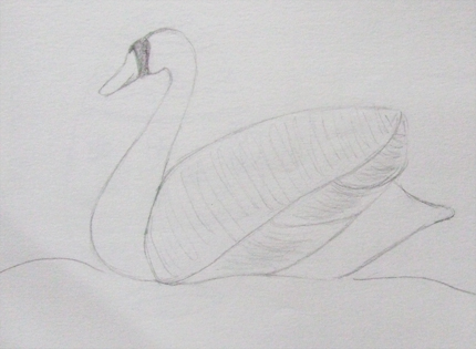 swan sketch
