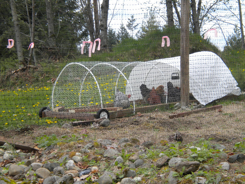 Mossy Trees Daytime Chicken Tractor PVC Hoop Coop