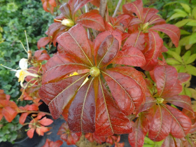49 Best Rhododendron Azalea Images Plants Garden Shrubs