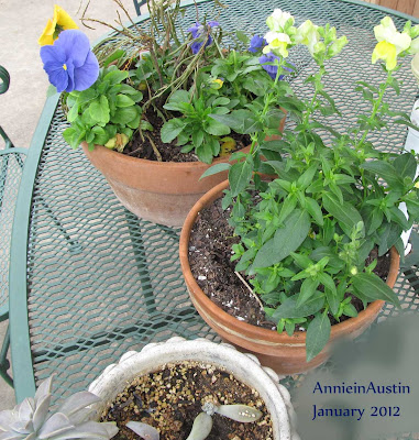 Annieinaustin, pansies and snapdragons