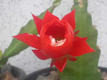 cactus orquidea - muda c/flor vermelha