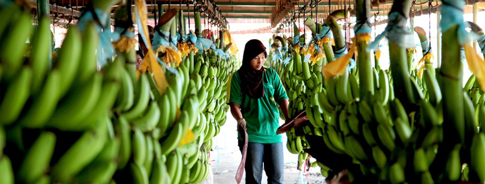 Supplier pisang ambon kipas murah kirim seluruh indonesia