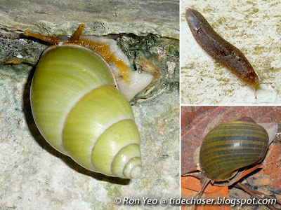 Terrestrial and Freshwater Snails and Slugs (Phylum Mollusca, Class Gastropoda)