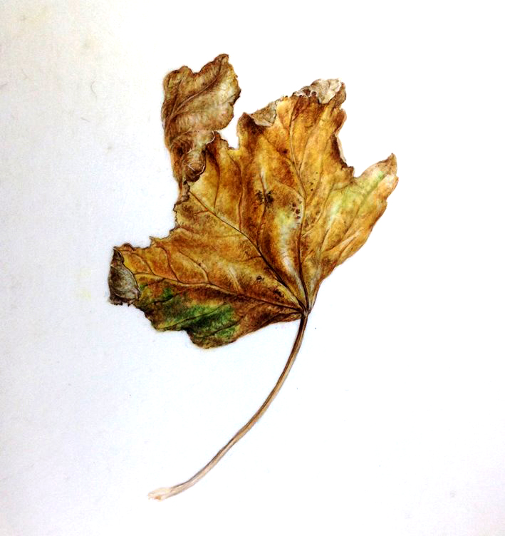 Autumn leaf painting Autumn leaf painting, watercolour on vellum