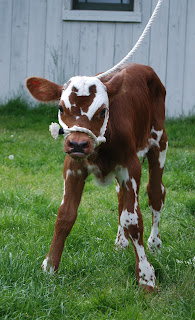 For Sale: A2A2 Normande x Jersey bull calf (WA) - Cattle