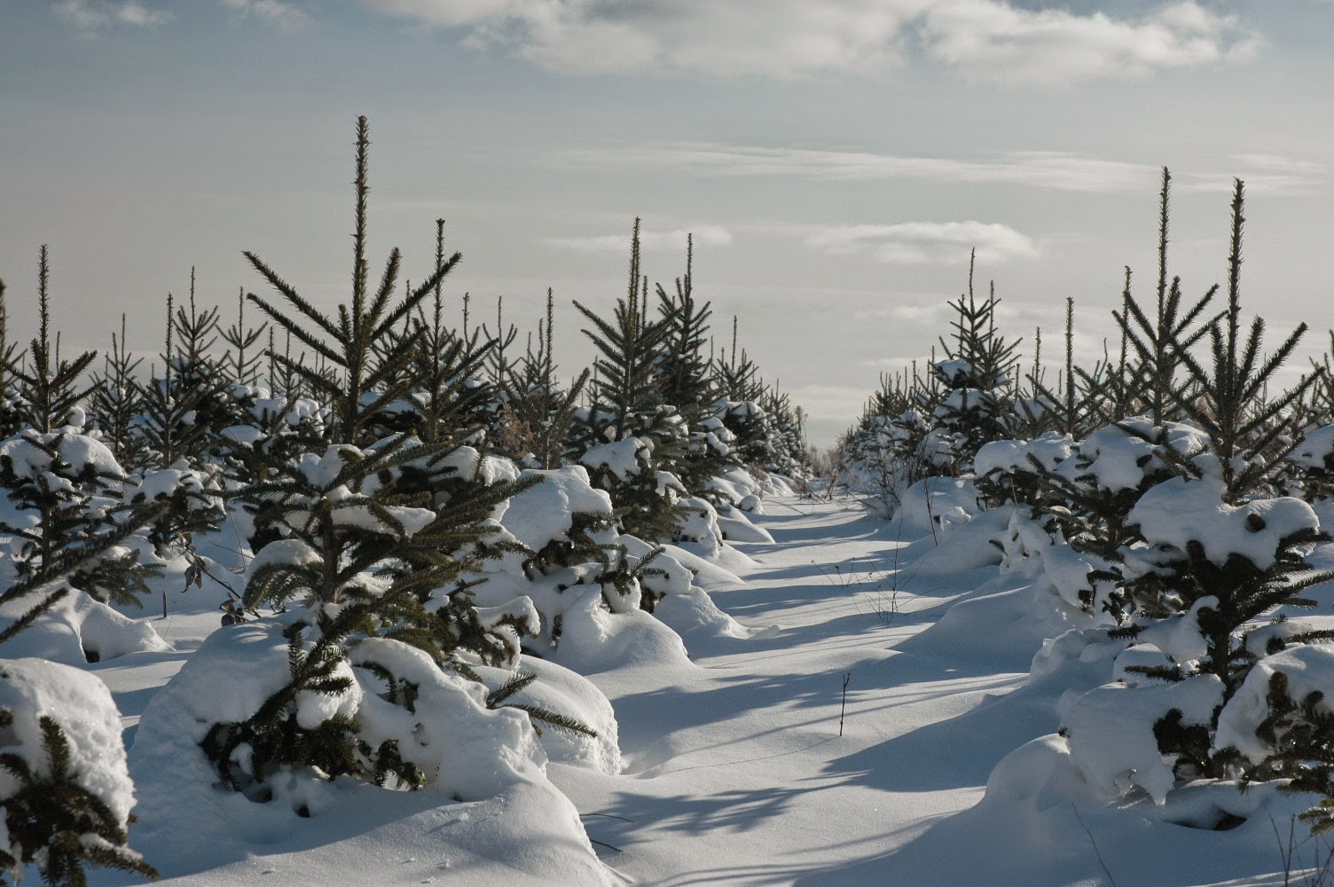 COHorts O’ Christmas Tree, O’ Christmas Tree…How are you grown?