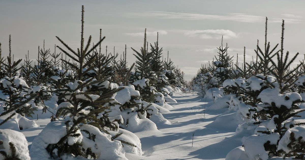 COHorts O’ Christmas Tree, O’ Christmas Tree…How are you grown?