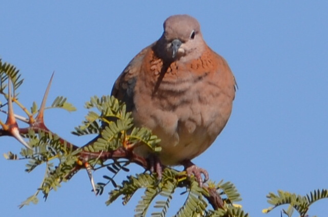 Laughing Dove