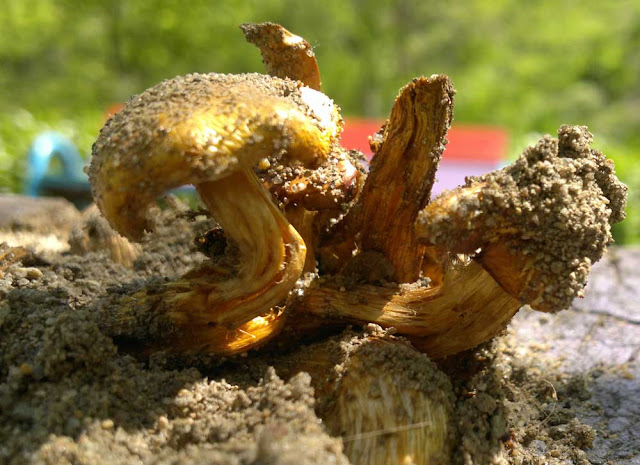  Рецепты грибных блюд из опят и весенних грибов.