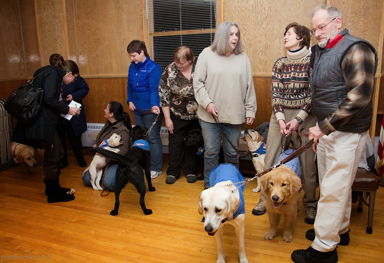 A group of seven people are standing around with Future Leader Dog puppies. The woman on the far left, wearing all black and carrying a huge black purse, is interviewing a woman who is kneeling on the floor with her yellow lab puppy. Two of the other puppies are black labs, two are golden retrievers and two are yellow labs.