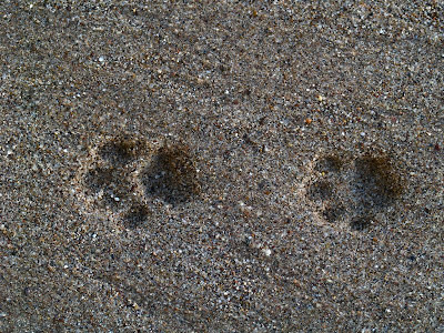Paw Prints Through the Ages: Cats Still Walk Wherever and Whenever They