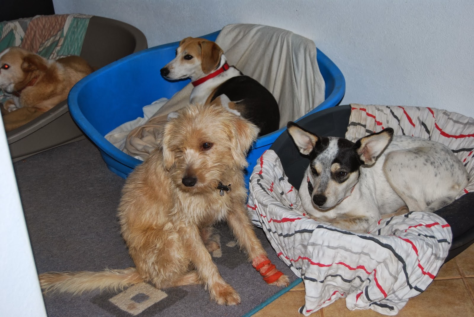 Das wahre Leben So´n büschen bekloppt ist ja ok. Hütten, Hosen, Hunde