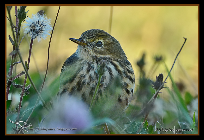 Anthus pratensis - 1000-pattes.blogspot.com