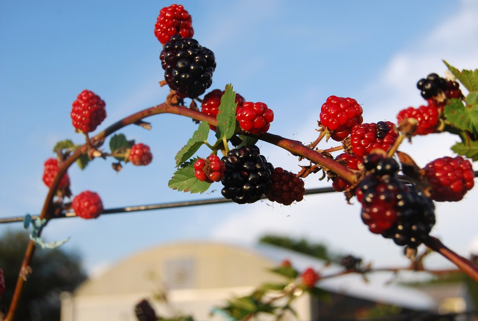 Helen A. Lockey Lake Jem Nursery Thornless Blackberries, Mount Dora