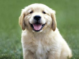 La Fonderia Delle Arti Cuccioli Felici Con Gli Incontri Gratuiti Di Dogville