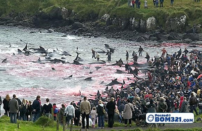 Pembunuh Ikan Dolphin Di Denmark