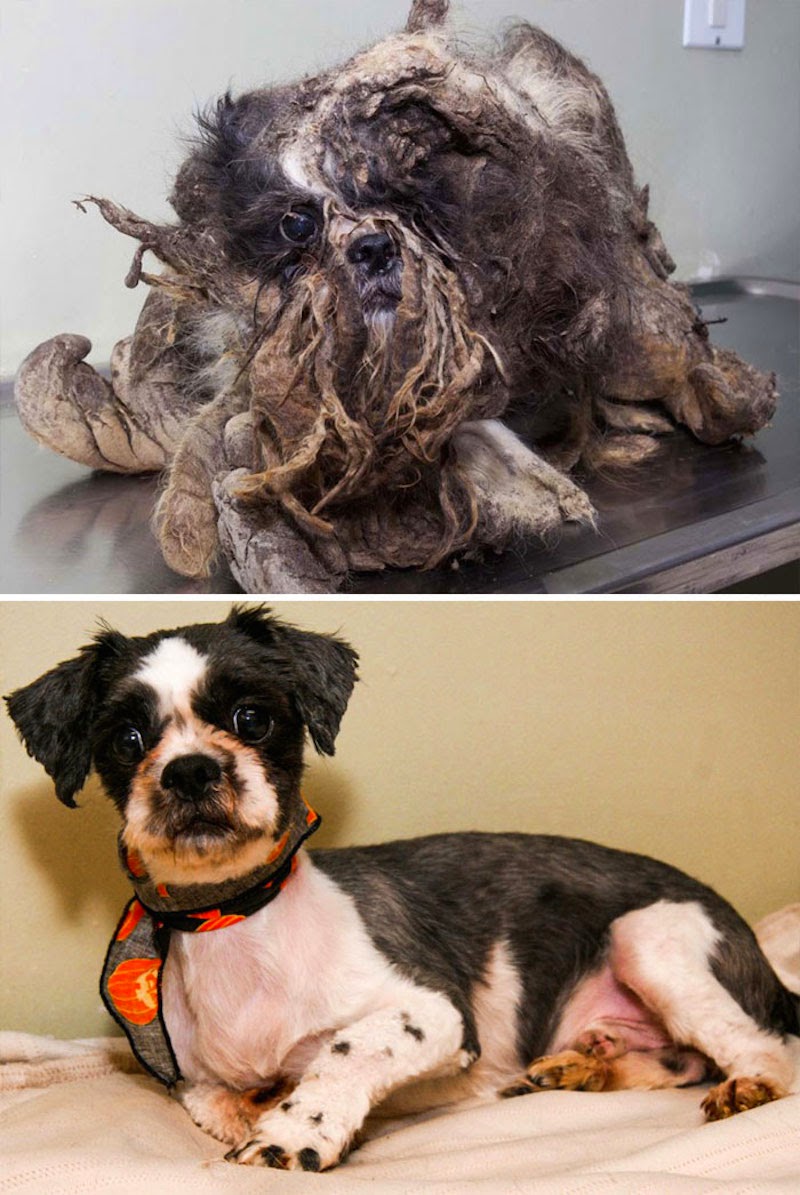 Rasta - 16 Before-and-After Photos Of Rescued Dogs Rasta - 16 Before-and-After Photos Of Rescued Dogs