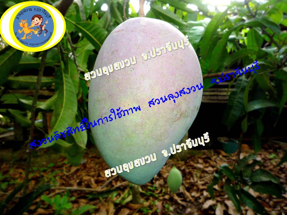 แดงจักรพรรดิ์