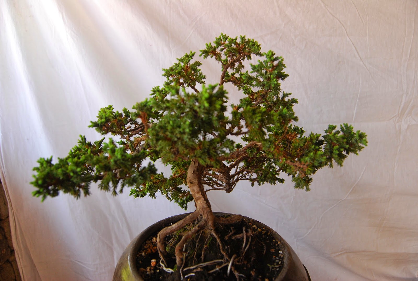 Bonsai en el Estado de México BIENVENIDA al bonsai en el Estado de México