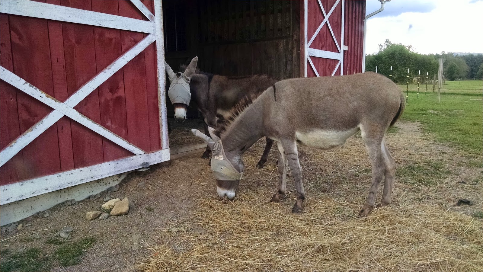 Our Tiny Farm in Western NC Pictures of Our MiniDonkeys