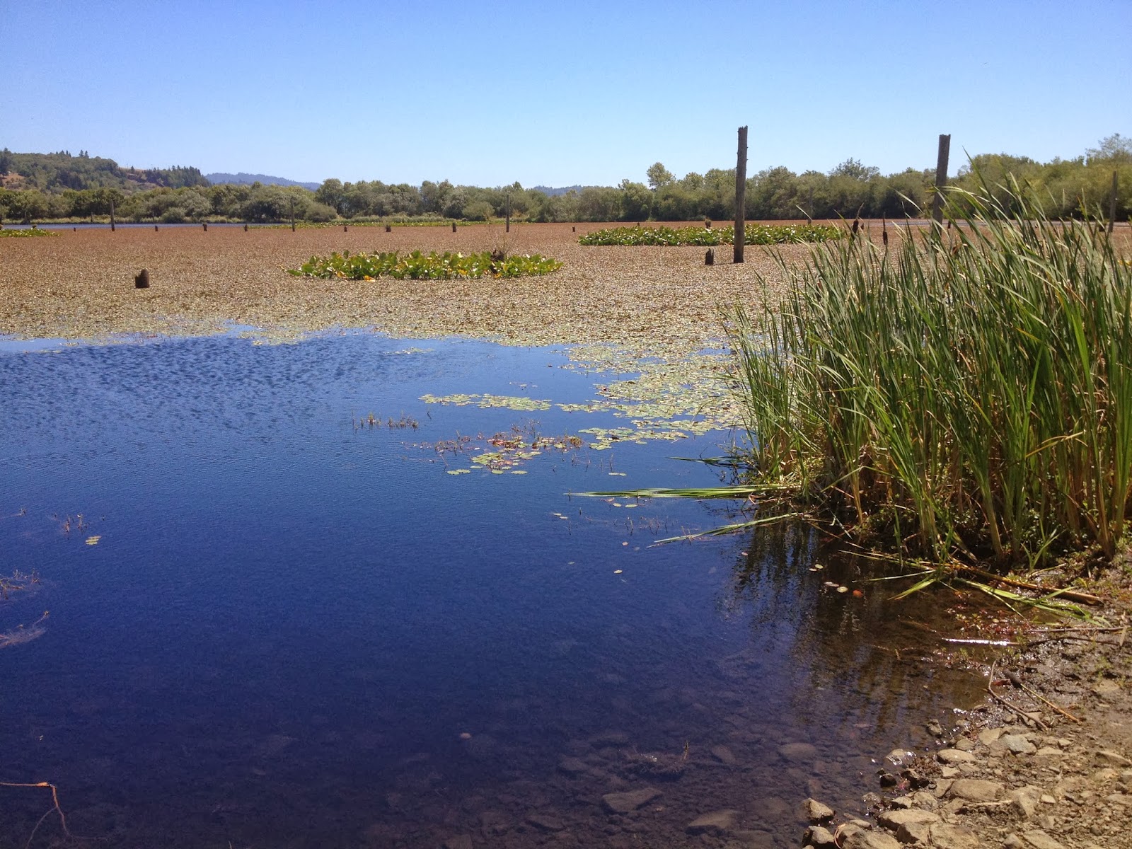 Dragonfly Meadow Adventuring 404010 Johnson Log Pond