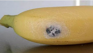 ΑΠΙΣΤΕΥΤΟ   Δεν θα πιστέψετε τι μπορεί να  βγει μέσα από μια μπανάνα [βίντεο]