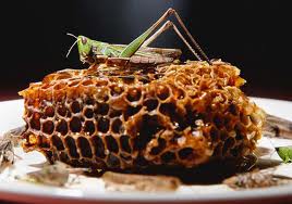 Image result for wild locusts with honey