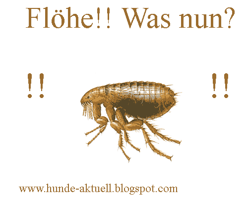 Der Hundeblog Aktuelles rund um den Hund Wissenswertes um den Hund