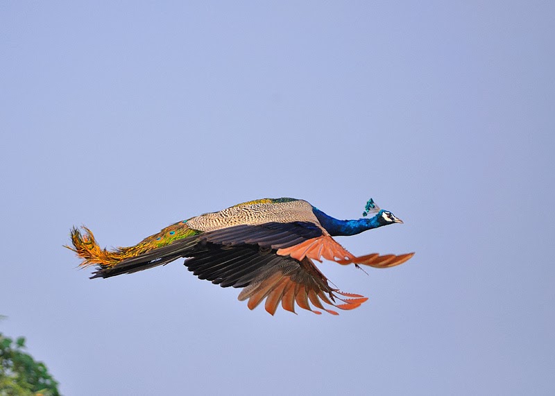 Pavo real (Pavo Cristatus)