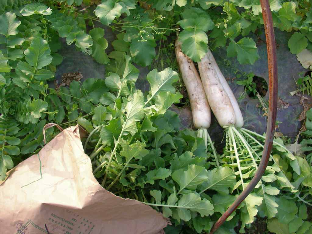 無農薬野菜の三つ豆ファーム日記 05 26 13