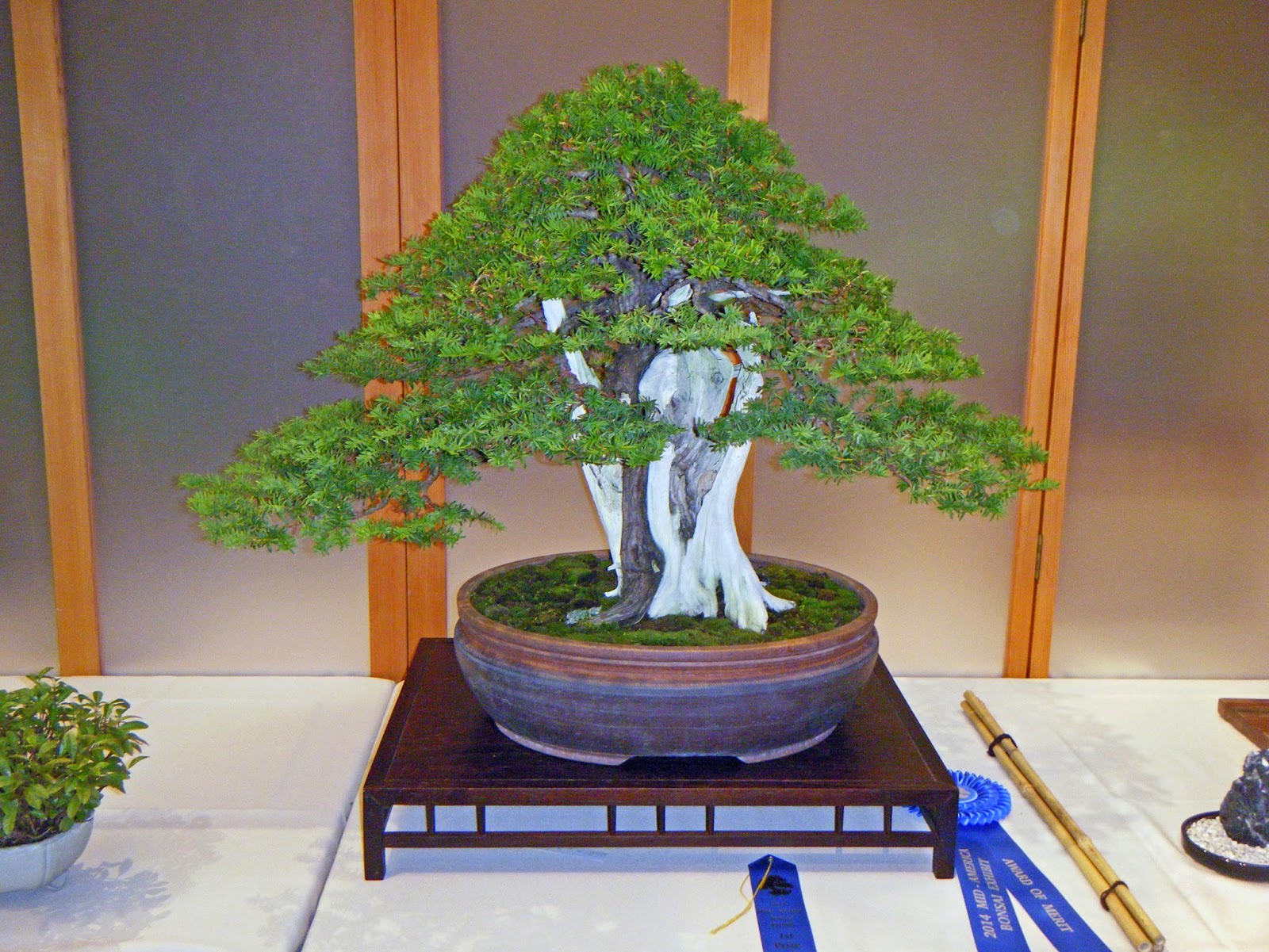 Bonsai In Hoosierland Mid America Bonsai Show 2014 Part 3 The Bonsai In Hoosierland Mid America Bonsai Show 2014 Part 3 The